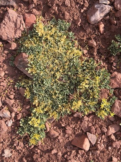 Cruckshanksia macrantha, photographed by Aira Francisca Faúndez Fallau