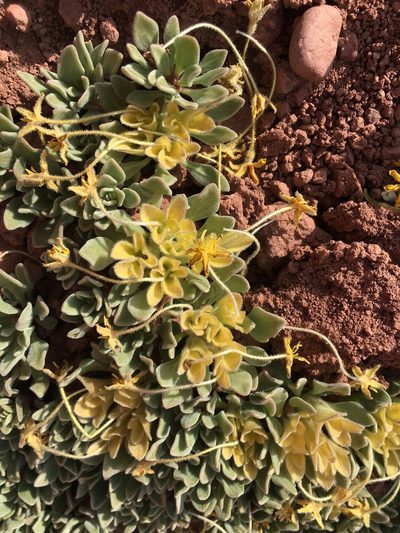 Cruckshanksia macrantha, photographed by Aira Francisca Faúndez Fallau