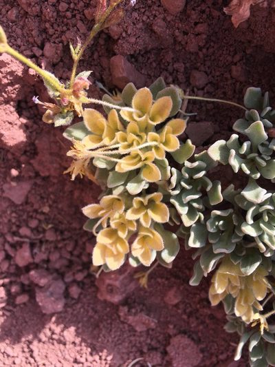 Cruckshanksia macrantha, photographed by Aira Francisca Faúndez Fallau