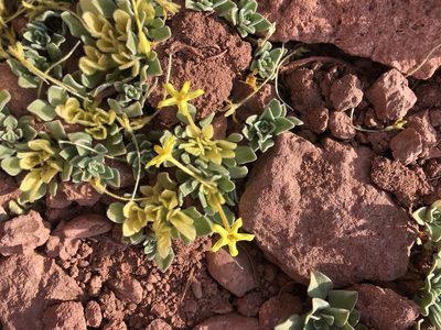 Cruckshanksia macrantha, photographed by Aira Francisca Faúndez Fallau