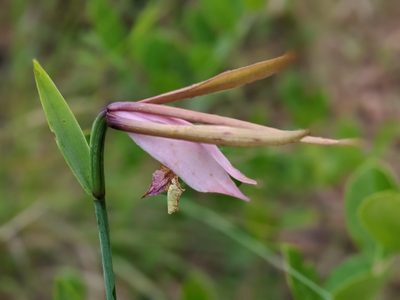 Cleistesiopsis divaricata, photographed by Rhonda Ridley