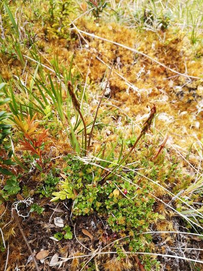 Tetroncium magellanicum, photographed by Aira Francisca Faúndez Fallau
