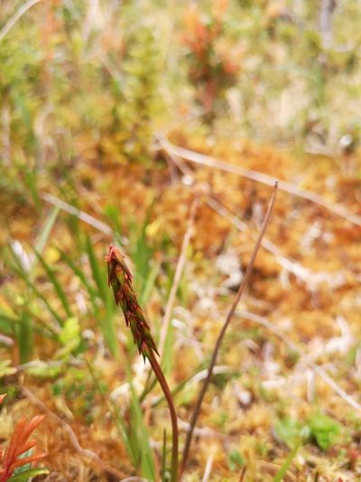 Tetroncium magellanicum, photographed by Aira Francisca Faúndez Fallau