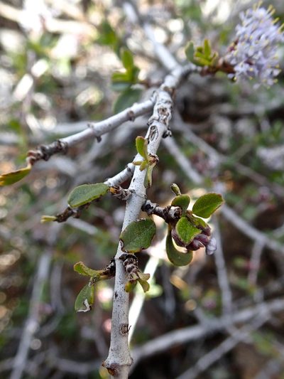 Ceanothus fresnensis, photographed by Erica Krimmel