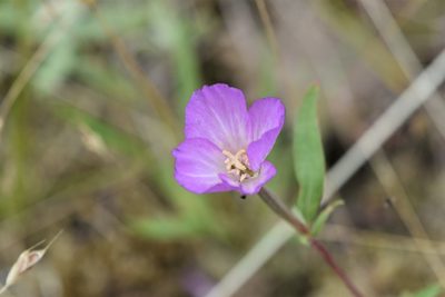 Clarkia amoena, photographed by Braden J. Judson