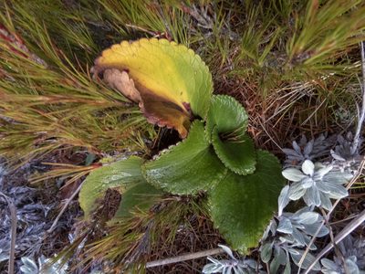 Ourisia macrocarpa, photographed by Sebastian Doak