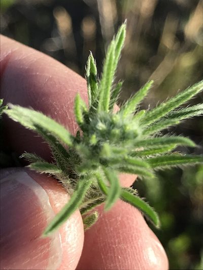 Cryptantha fendleri, photographed by stenarmer52