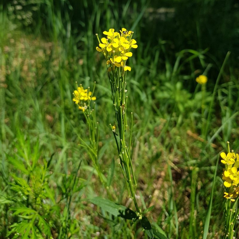 Erysimum virgatum, photographed by Ilkka Tuunainen