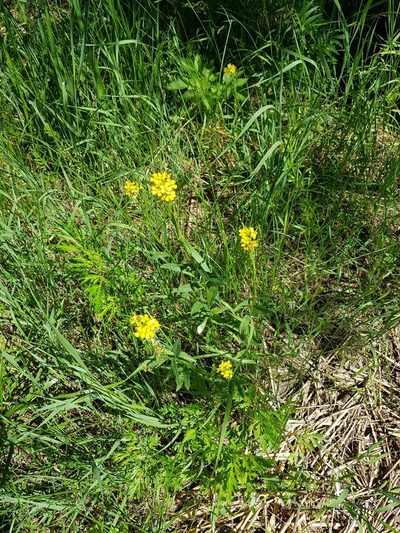 Erysimum virgatum, photographed by Ilkka Tuunainen