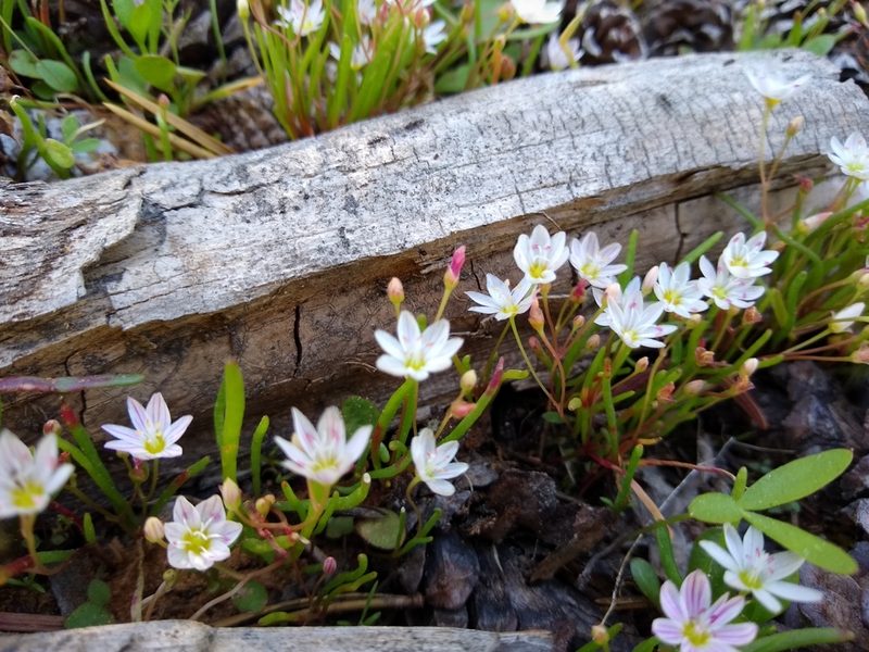 Erocallis triphylla, photographed by Quinn Shemet