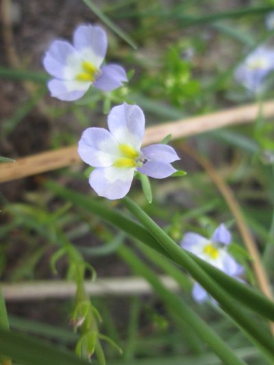 Porterella carnosula, photographed by Nolan Exe