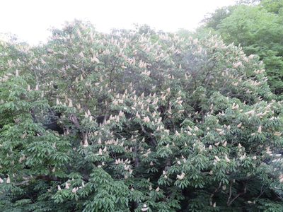 Aesculus turbinata, photographed by Marco Mussita