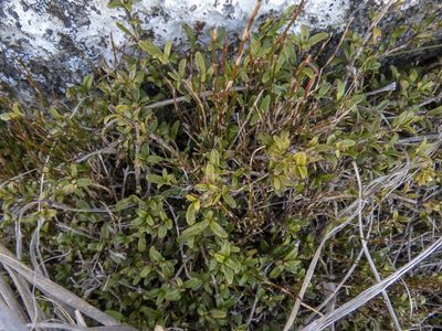 Coprosma crenulata, photographed by Sebastian Doak