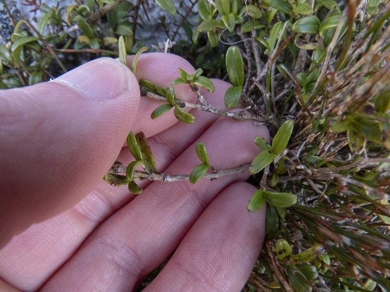 Coprosma crenulata, photographed by Sebastian Doak