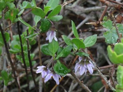 Solanum guineense, photographed by Jeremy Gilmore