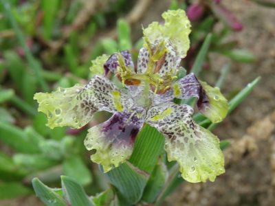 Ferraria densepunctulata, photographed by Jeremy Gilmore