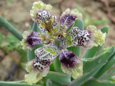 Ferraria densepunctulata, photographed by Jeremy Gilmore