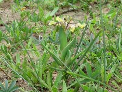 Ferraria densepunctulata, photographed by Jeremy Gilmore