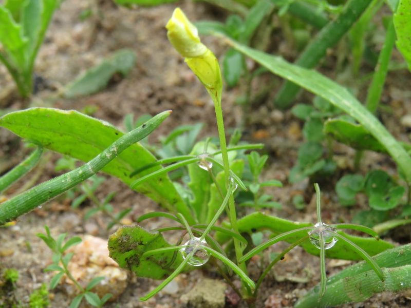 Oxalis burtoniae, photographed by Jeremy Gilmore