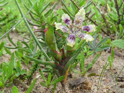 Ferraria densepunctulata, photographed by Jeremy Gilmore