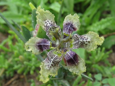 Ferraria densepunctulata, photographed by Jeremy Gilmore
