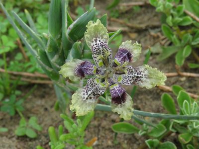 Ferraria densepunctulata, photographed by Jeremy Gilmore