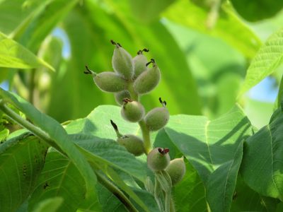 Juglans mandshurica, photographed by Marco Mussita
