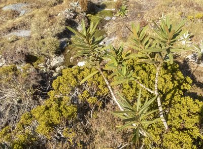 Pseudopanax linearis, photographed by Sebastian Doak
