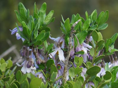 Solanum guineense, photographed by Jeremy Gilmore