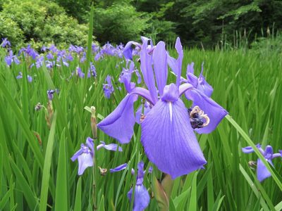 Iris laevigata, photographed by Marco Mussita