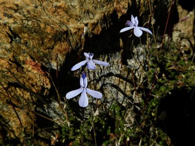 Lobelia dichroma, photographed by Rebecca Ryen-Stols
