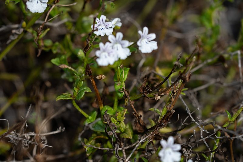 Nemesia diffusa, photographed by magriet b