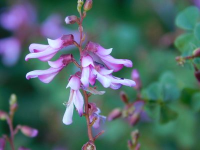 Hypocalyptus oxalidifolius, photographed by Rebecca Ryen-Stols