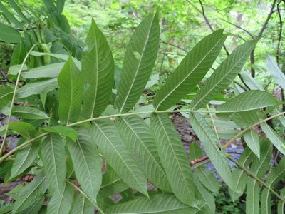 Pterocarya rhoifolia, photographed by Marco Mussita