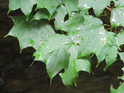 Acer pictum, photographed by Marco Mussita