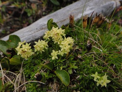 Galium noricum, photographed by Christian Berg