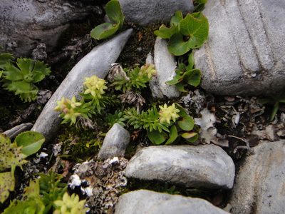 Galium noricum, photographed by Christian Berg