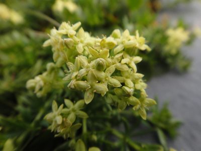 Galium noricum, photographed by Christian Berg