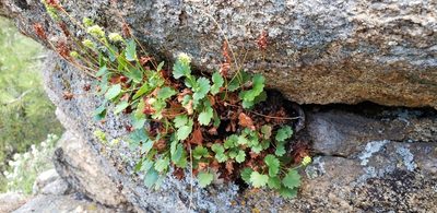 Heuchera bracteata, photographed by Moe