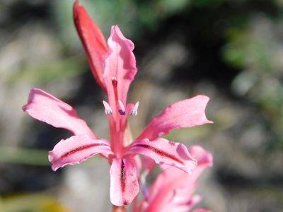 Tritoniopsis revoluta, photographed by Rebecca Ryen-Stols