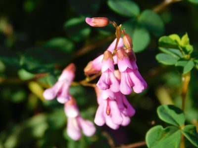 Hypocalyptus oxalidifolius, photographed by Rebecca Ryen-Stols