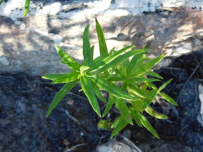 Carpacoce spermacocea, photographed by Rebecca Ryen-Stols