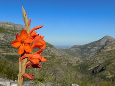Watsonia pillansii, photographed by Rebecca Ryen-Stols