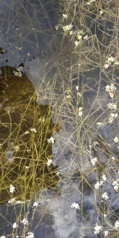 Potamogeton trichoides, photographed by Yurii Basov