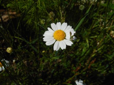 Anthemis arvensis, photographed by Eugene Popov
