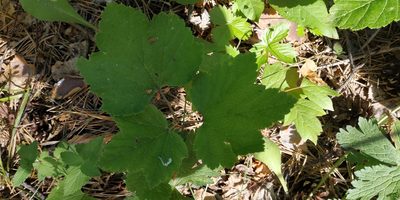 Ribes spicatum, photographed by Yurii Basov