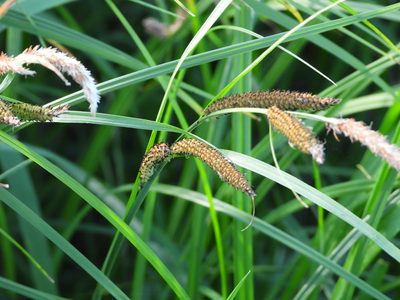 Carex acuta, photographed by Aleksey Shumkov