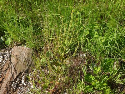 Barbarea stricta, photographed by Aleksey Shumkov