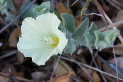 Calystegia malacophylla, photographed by Ken-ichi Ueda