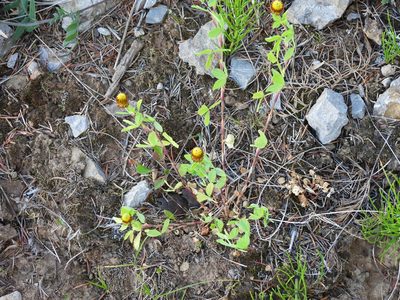 Trifolium spadiceum, photographed by Aleksey Shumkov